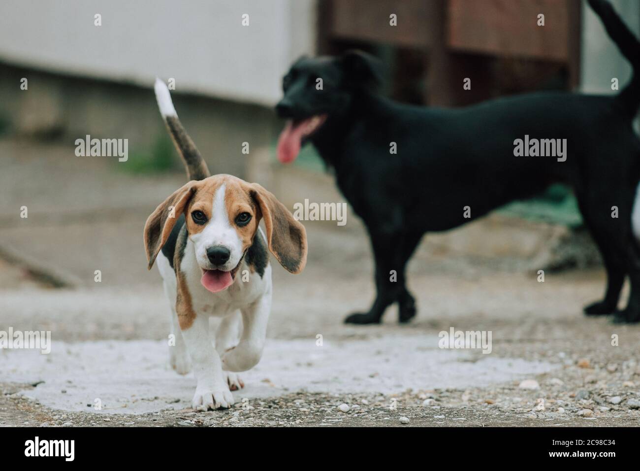 beagle puppy 3 months old