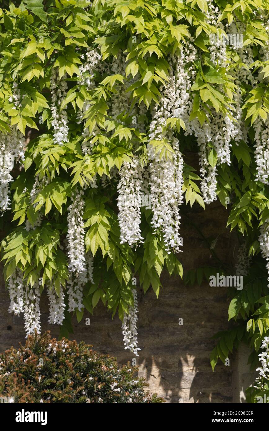 white Japanese wisteria, Wisteria floribunda Alba Stock Photo