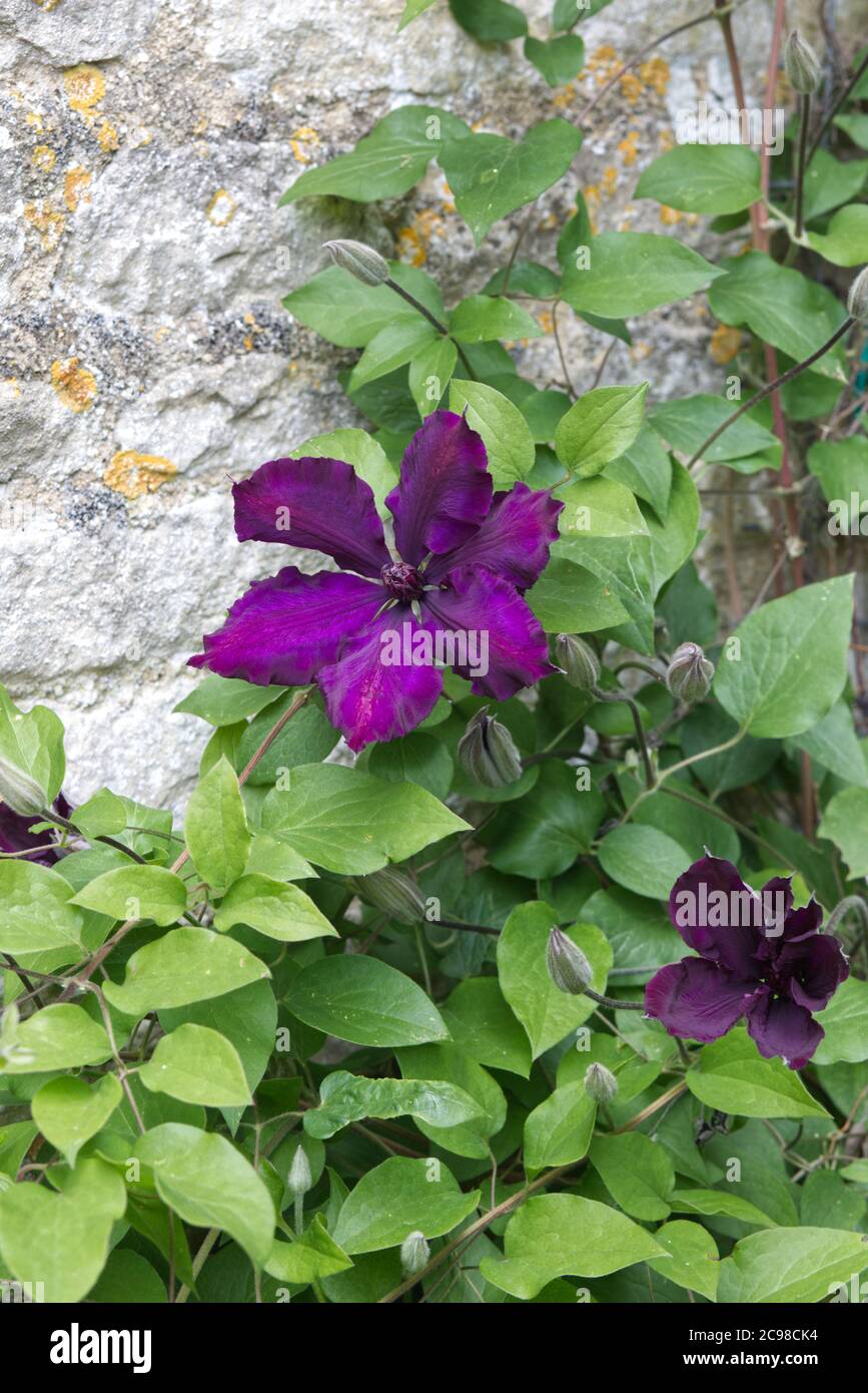 Clematis climbing a stone wall Stock Photo Alamy