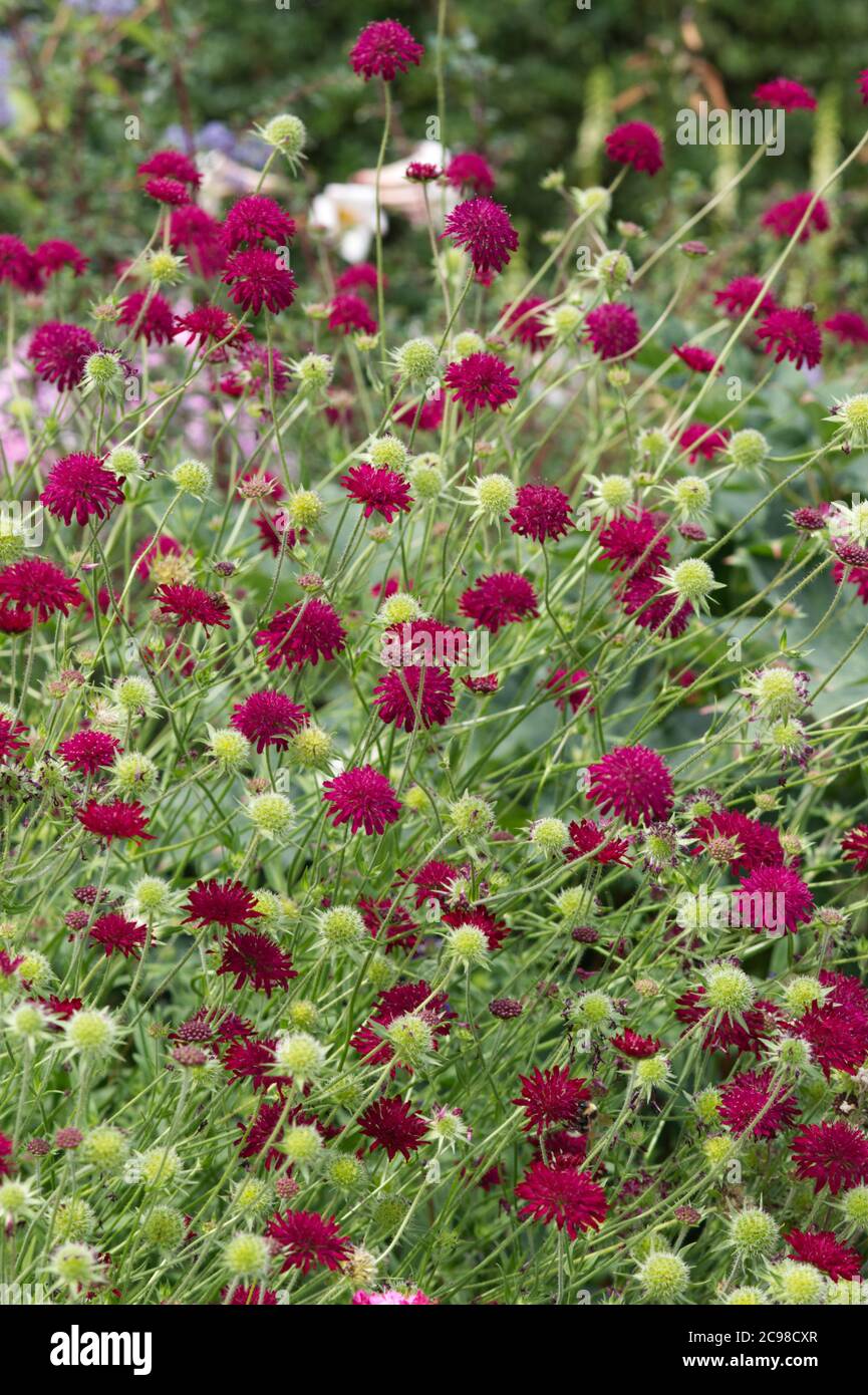 Macedonian scabious,  Knautia macedonica growing in the garden Stock Photo