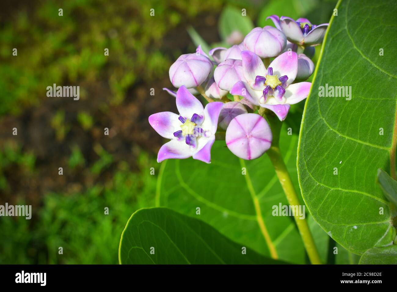 Waxy flowers hires stock photography and images Alamy