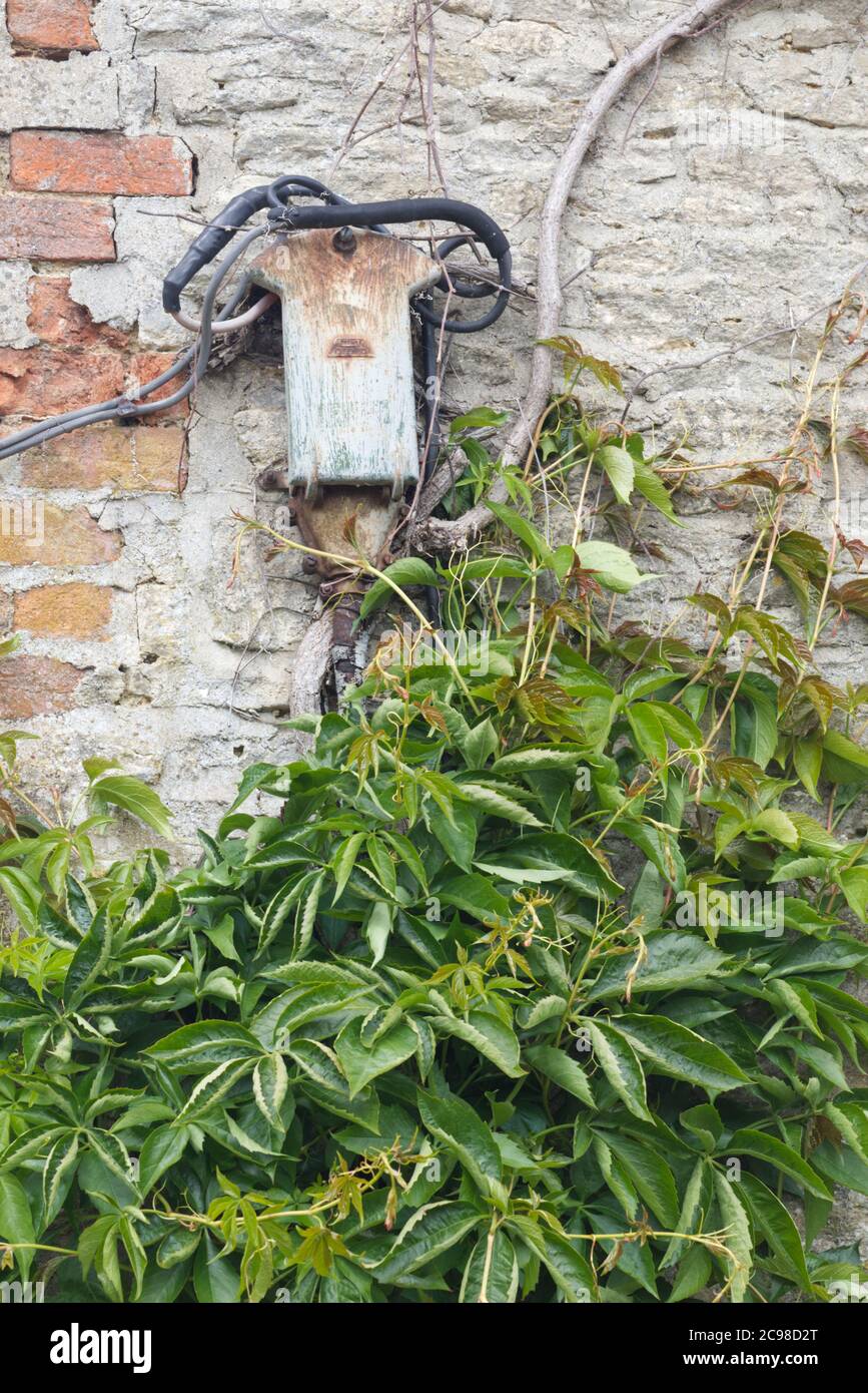 old electric conductor box being invaded by honeysuckle climber Stock Photo