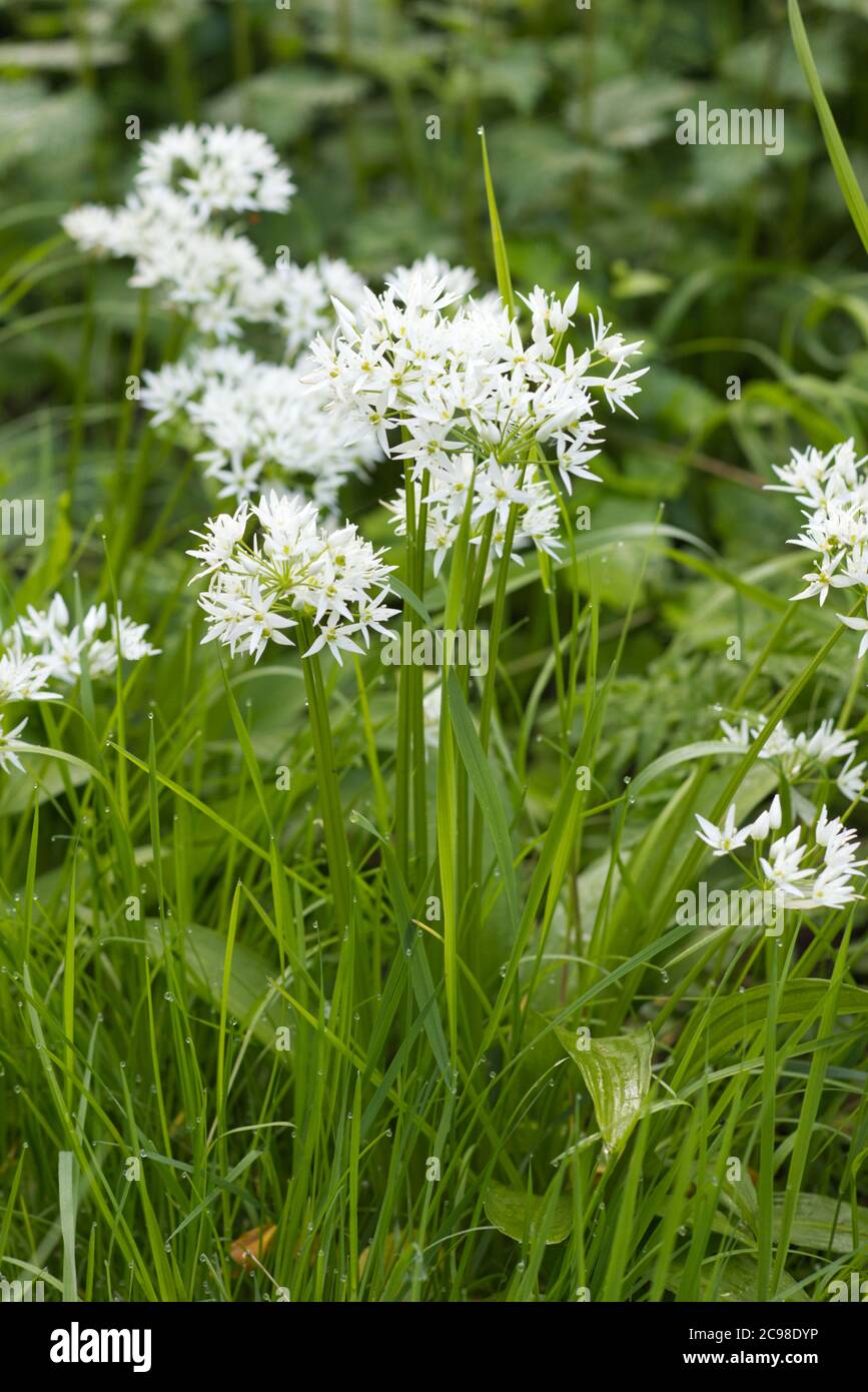 wild garlic growing in the countryside among grasses and weeds Stock Photo