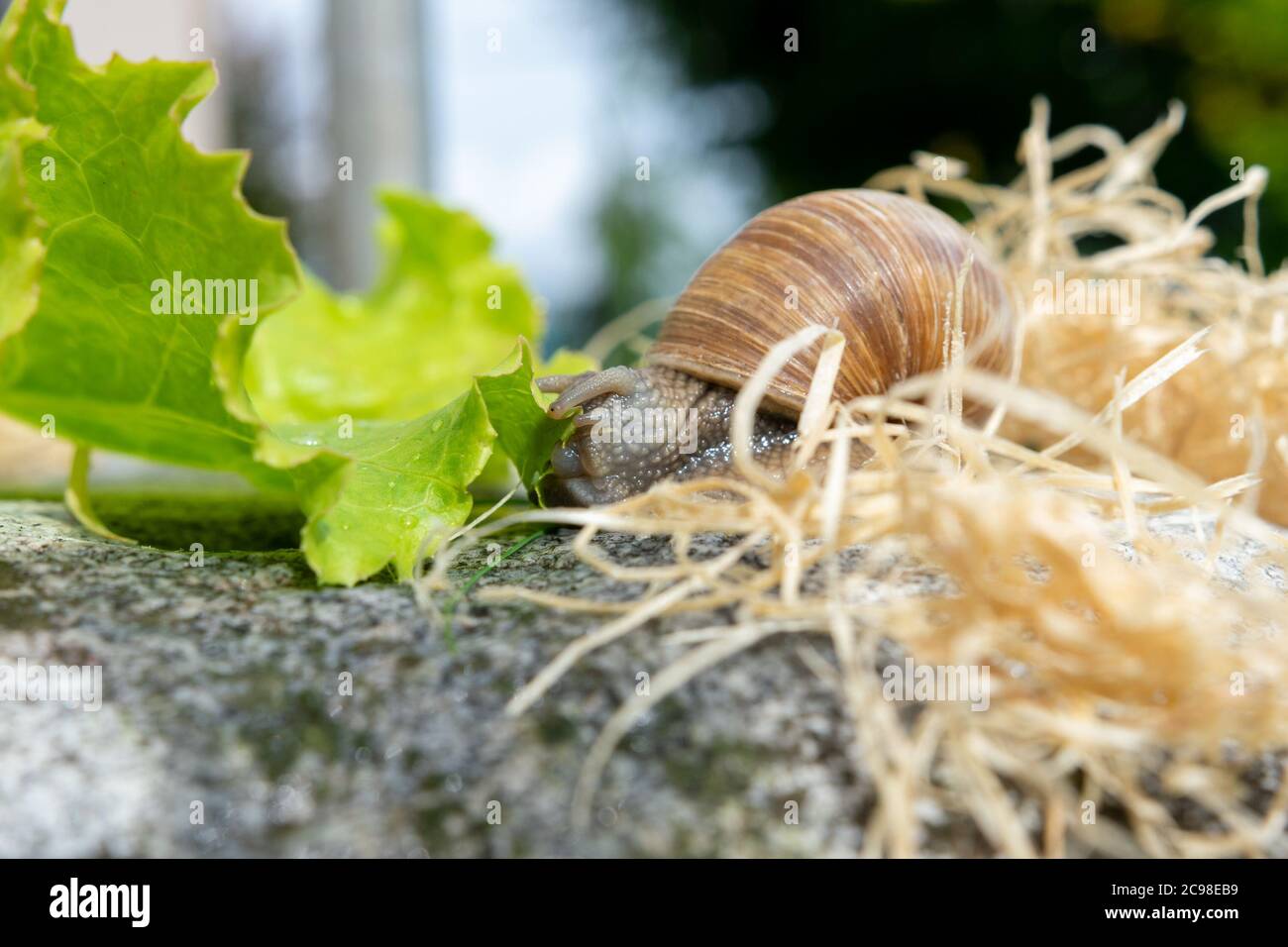 Macro close-up of a Burgundy snail pulling a lettuce leaf with her Radula into her mouth Stock Photo
