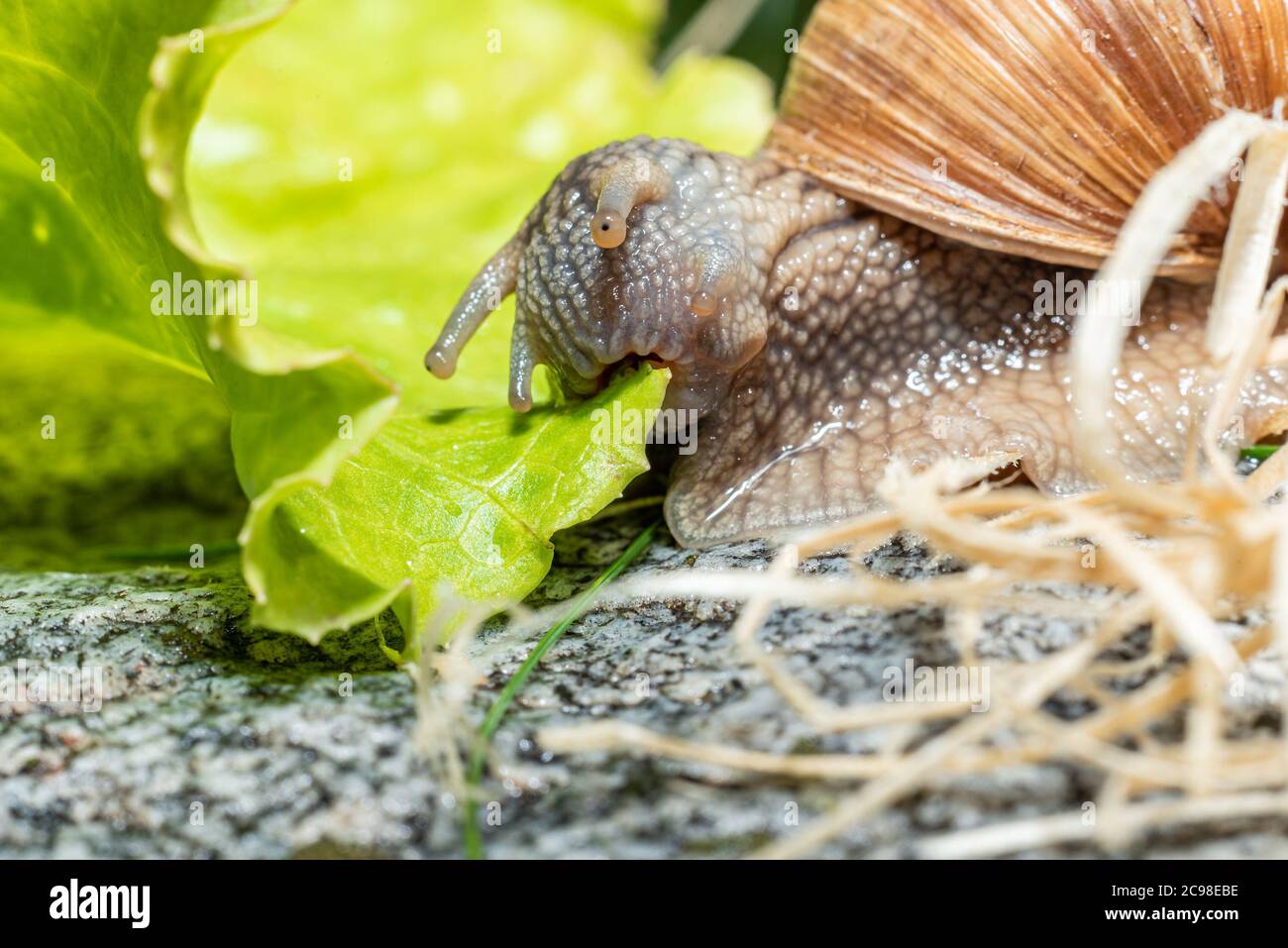 Macro closeup of a Burgundy snail eating a lettuce leaf mouth at maximum extension and jaw