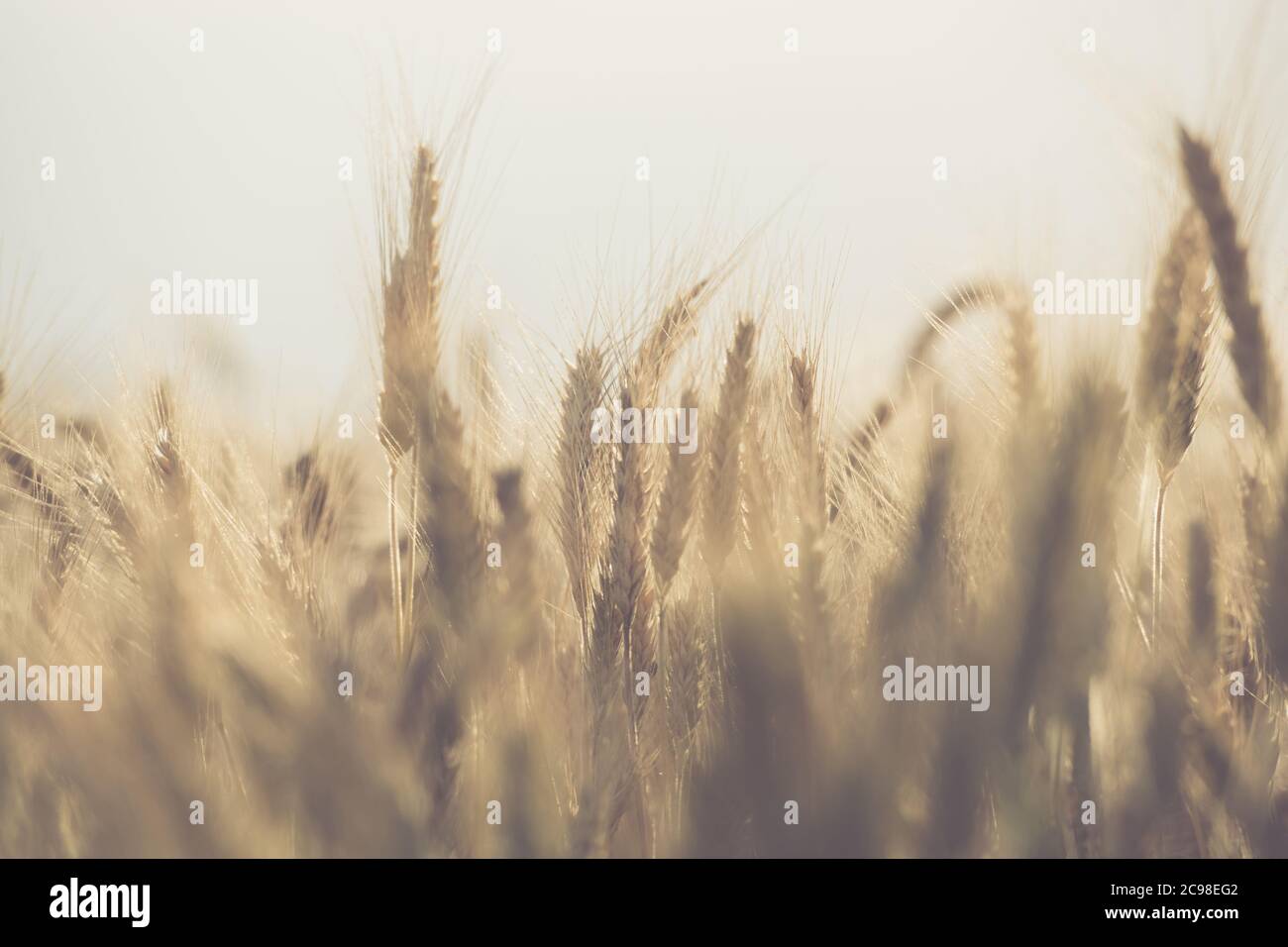 Genetically Modified Rye Crops Field Close Up Agricultural Industry Theme. Stock Photo