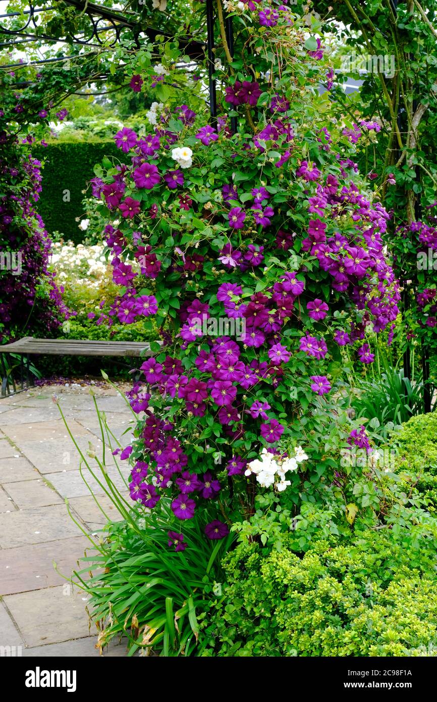 Purple climbing plants hires stock photography and images Alamy