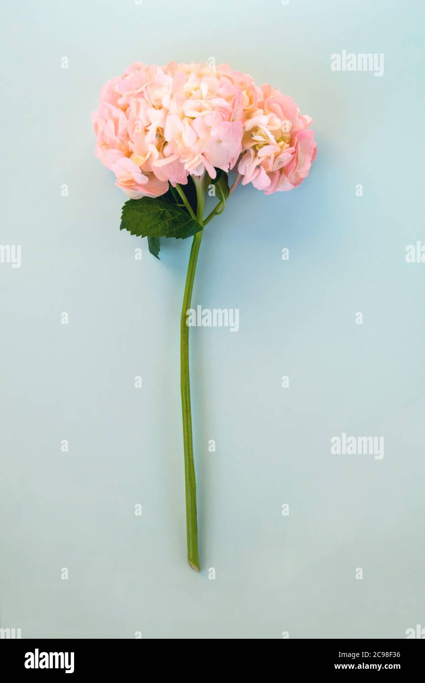 Beautiful pink hydrangea with a leaf on blue background Stock Photo