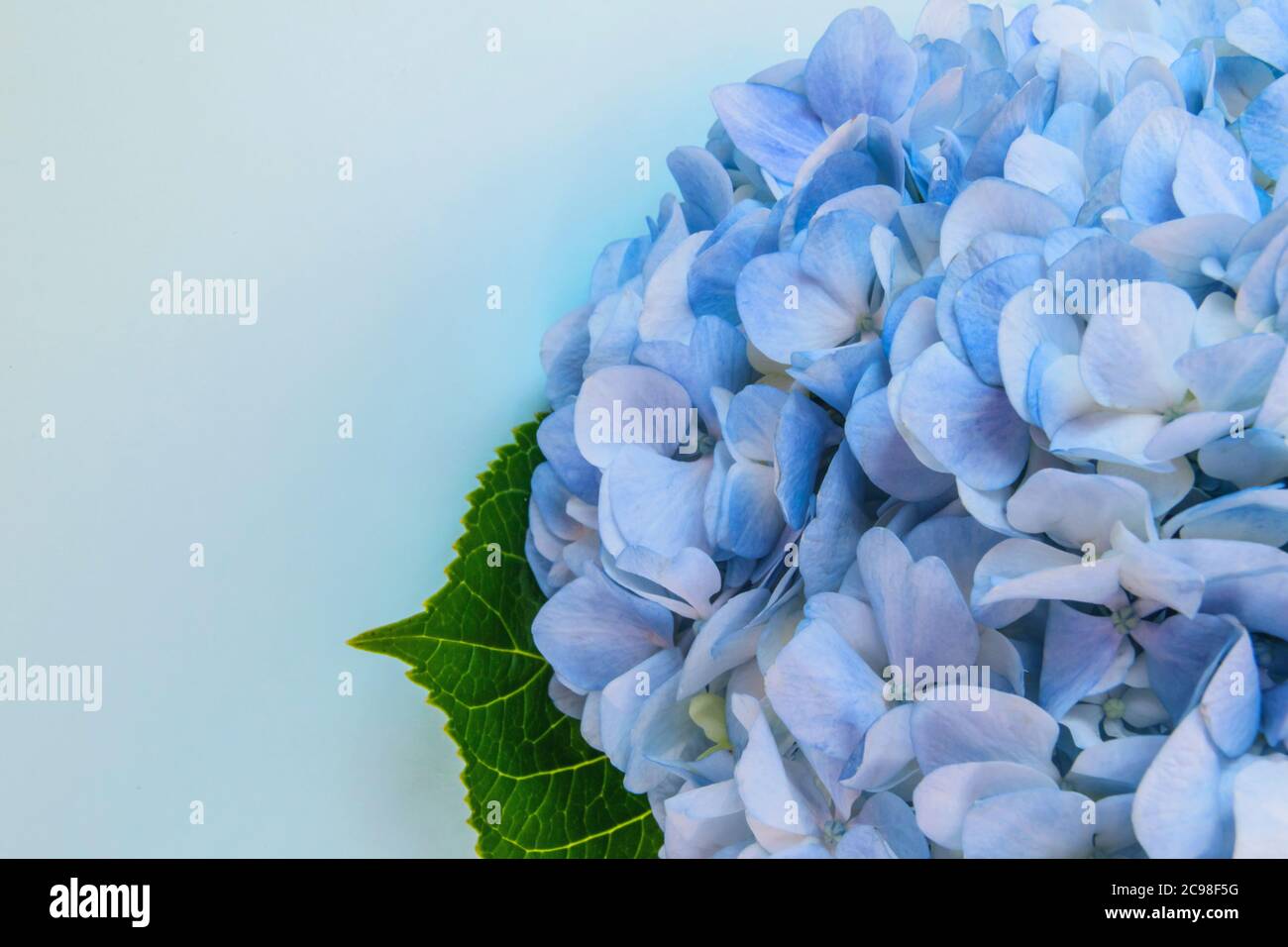 Beautiful hydrangea with a leaf on blue background Stock Photo