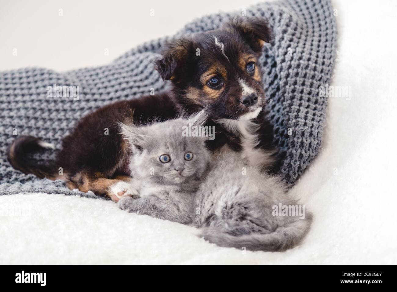 Kitten and puppy. Group of two small animals lie together on bed. Sad gray kitten and black puppy on white blanket alone at home. Cat dog friends Stock Photo