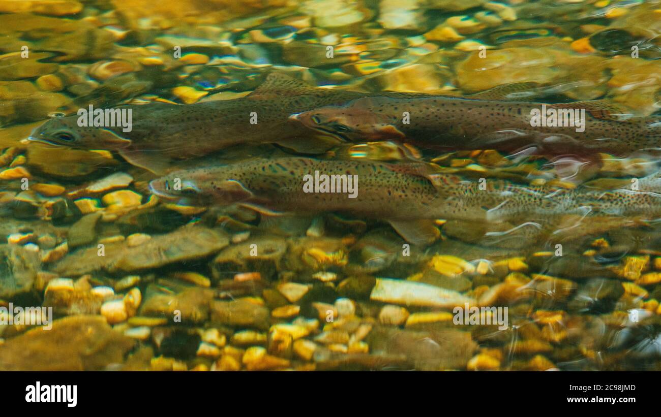 Cutthroat trout spawning in a creek in the Canadian Rockies, Alberta, Canada Stock Photo