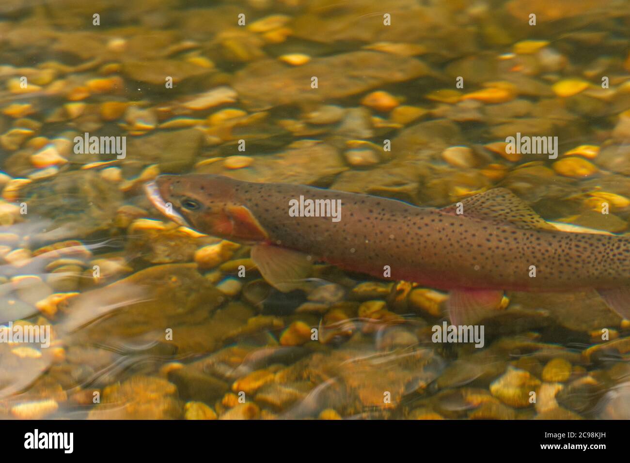 Cutthroat trout spawning in a creek in the Canadian Rockies, Alberta, Canada Stock Photo