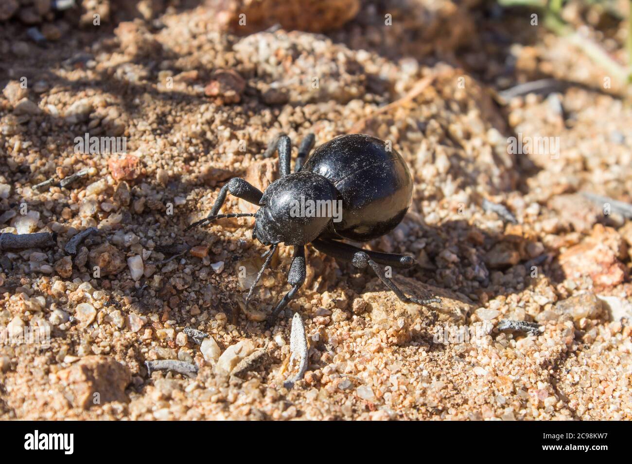 A Small black Helmet Darkling Beetle, known locally as a toktokkie, in the Goegap Nature reserve just outside the town of Springbok in South Africa Stock Photo