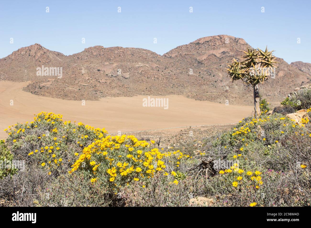 Skaapbos schrubs (Tripteris Oppositifolia) in full bloom, with the desolate, arid, Karoo-succulent, landscape in the Background Stock Photo