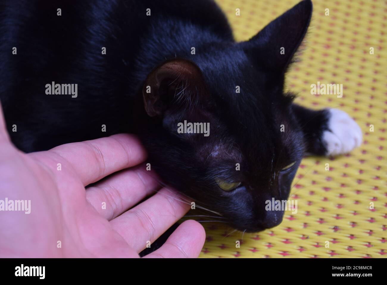 black cat enjoying a little scratch under his chin Stock Photo Alamy