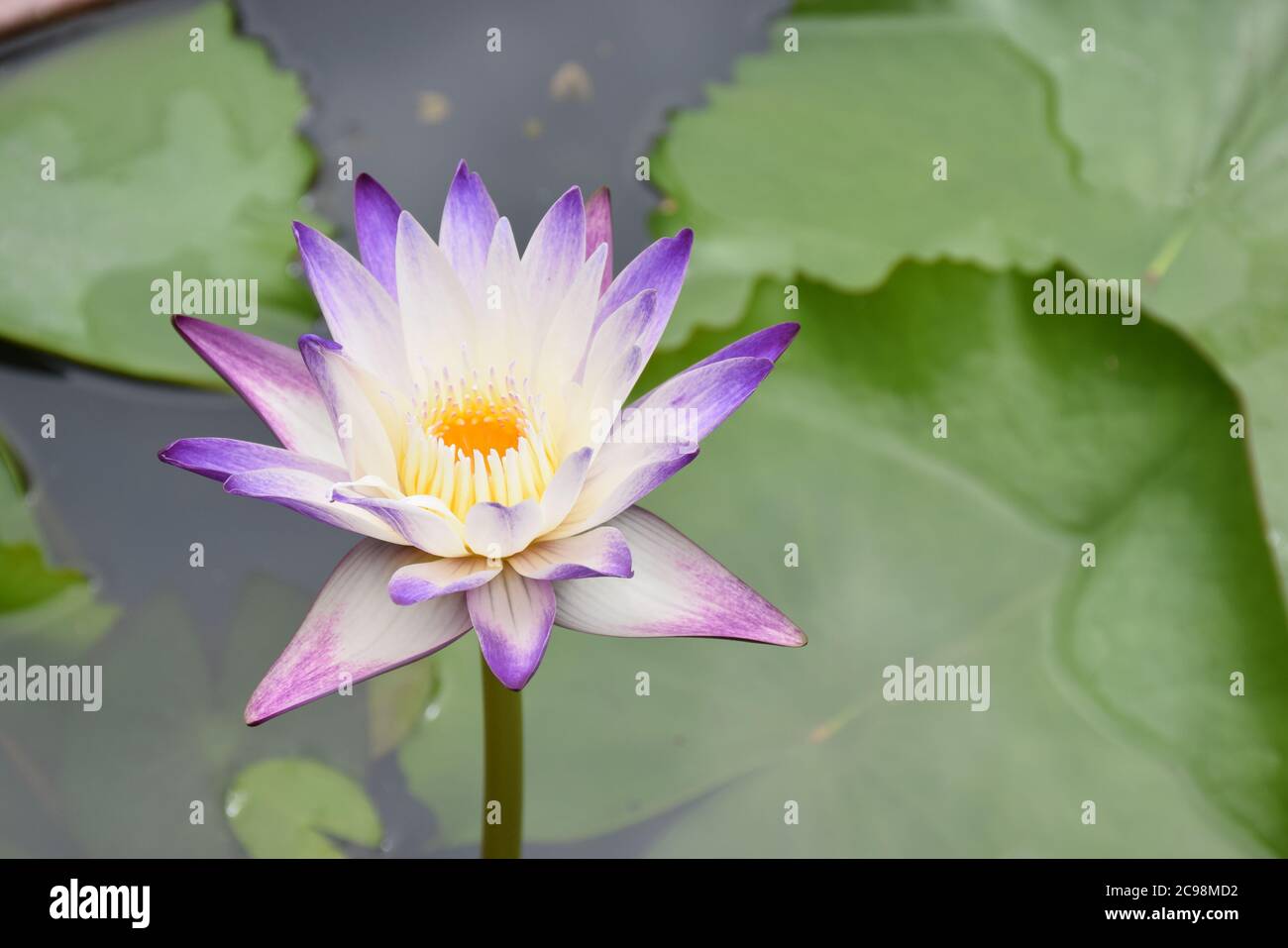 Violet Lotus flower or Pygmy waterlily on water. Stock Photo