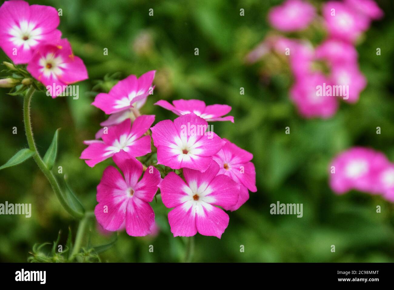 Bloom Pink Flower - Phlox drummondii Stock Photo