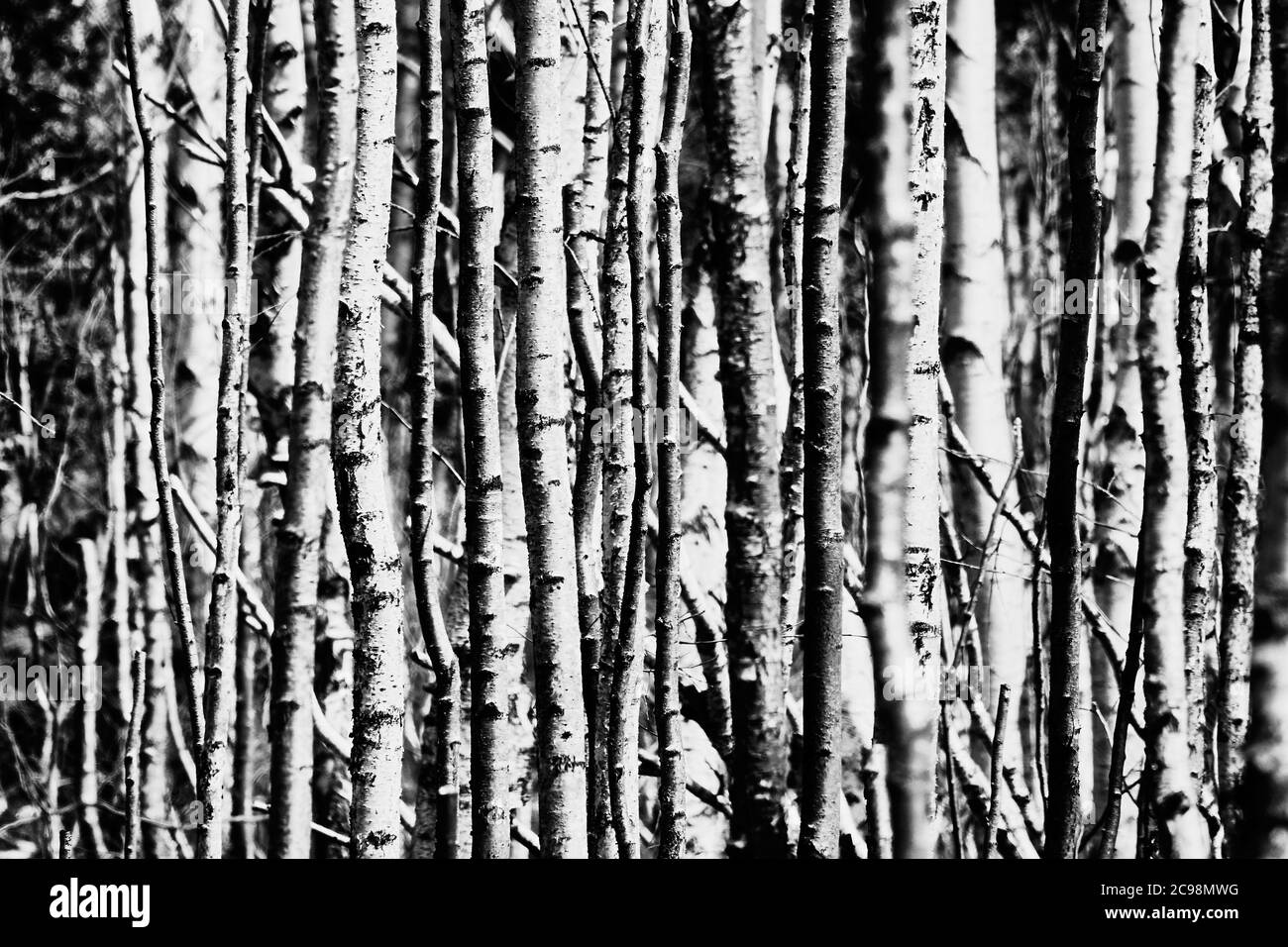 Abstract photo of dense birch trunks in hard black and white contrast Stock Photo