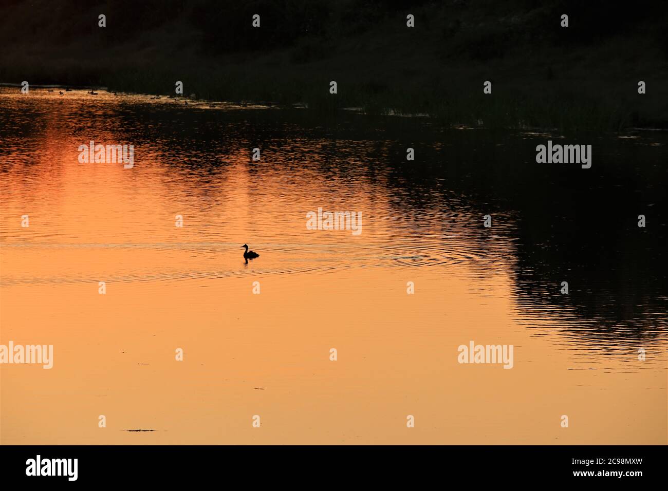 A duck during sunset at a lake with trees on the bank of the lake Stock Photo