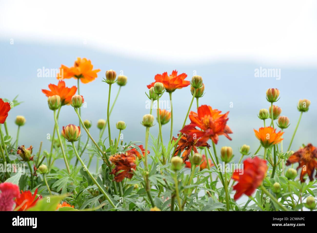 Straw flowers in the mist Stock Photo Alamy