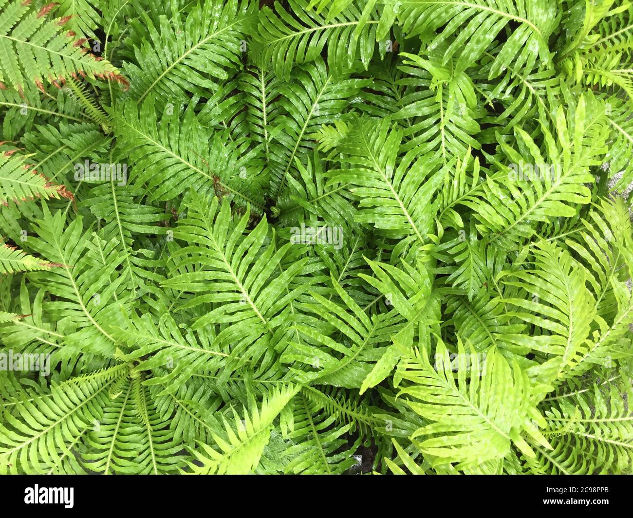 Top view of Nephrolepis exaltata or Boston Ferns - leaf green background Stock Photo