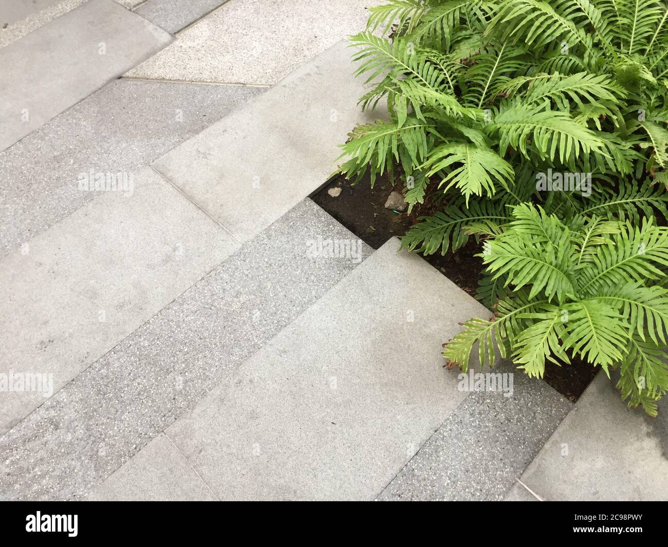 Boston Ferns with copy space on floor Stock Photo