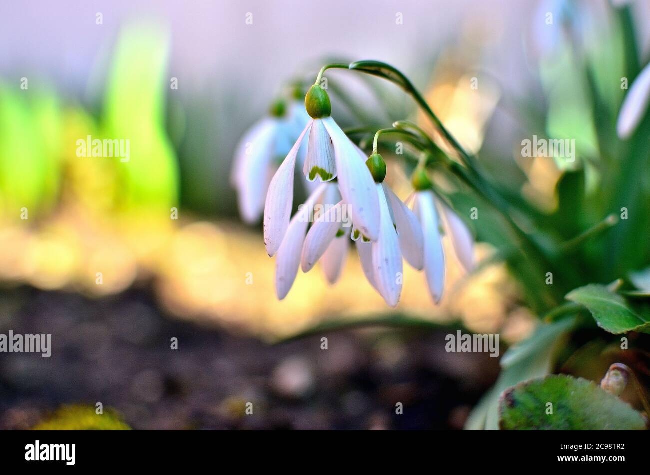 White Snowdrops in garden during Spring in Transylvania. Stock Photo