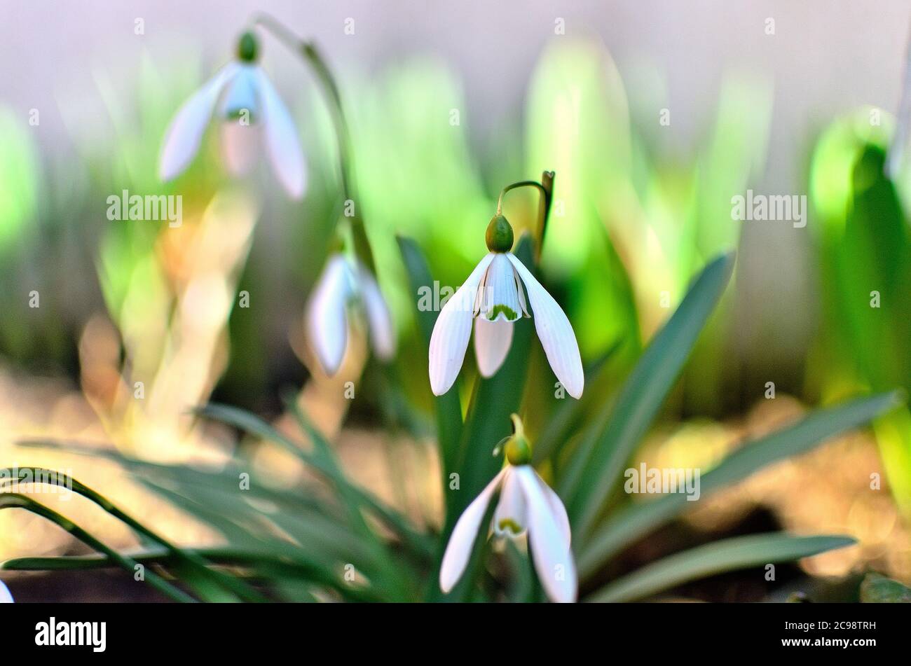 White Snowdrops in garden during Spring in Transylvania. Stock Photo
