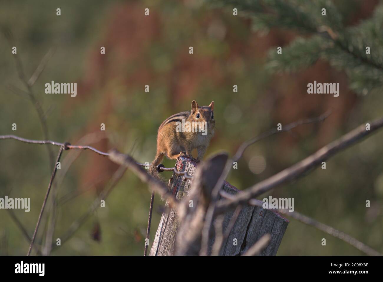 chipmunk sitting on fence post looking at camera Stock Photo