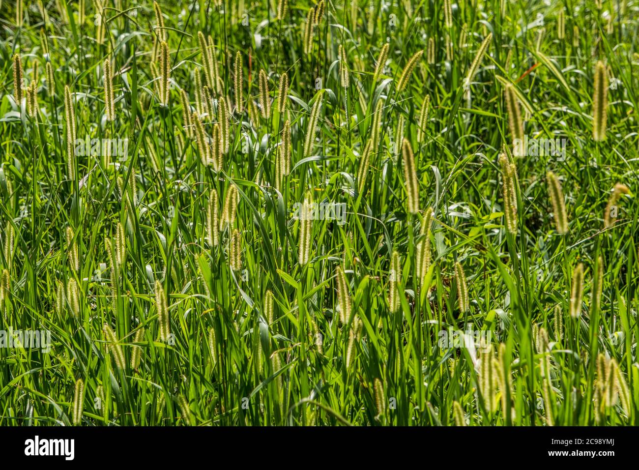 The morning sunlight glowing through the field back lighting the foxtail grasses closeup showing lots of textures for backgrounds and wallpaper Stock Photo