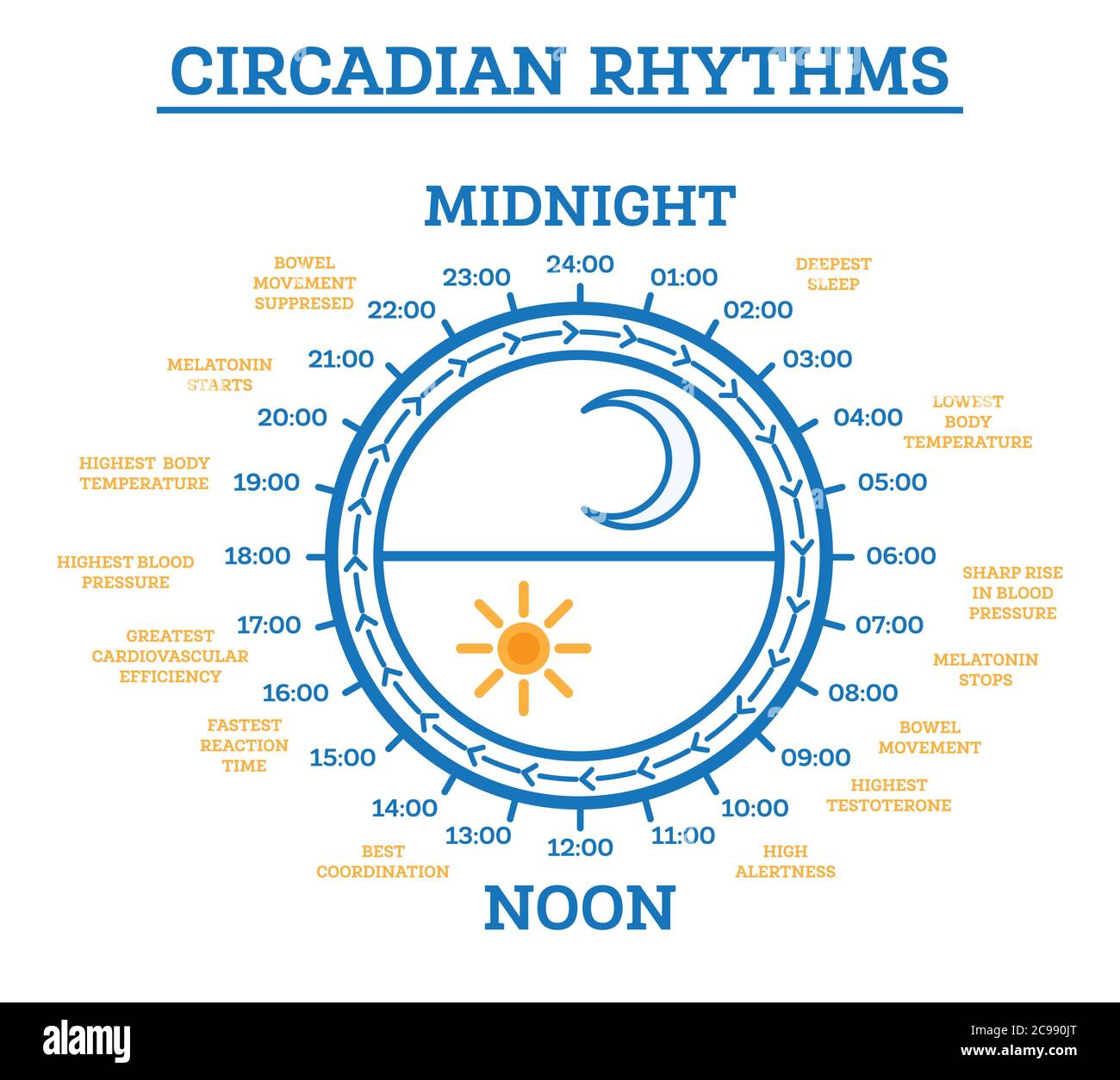Circadian Rhythm. Vector Illustration. Scheme of Sleep Wake Cycle. Infographic Elements. Sunlight Exposure on Regulates Hormones Production. Stock Vector