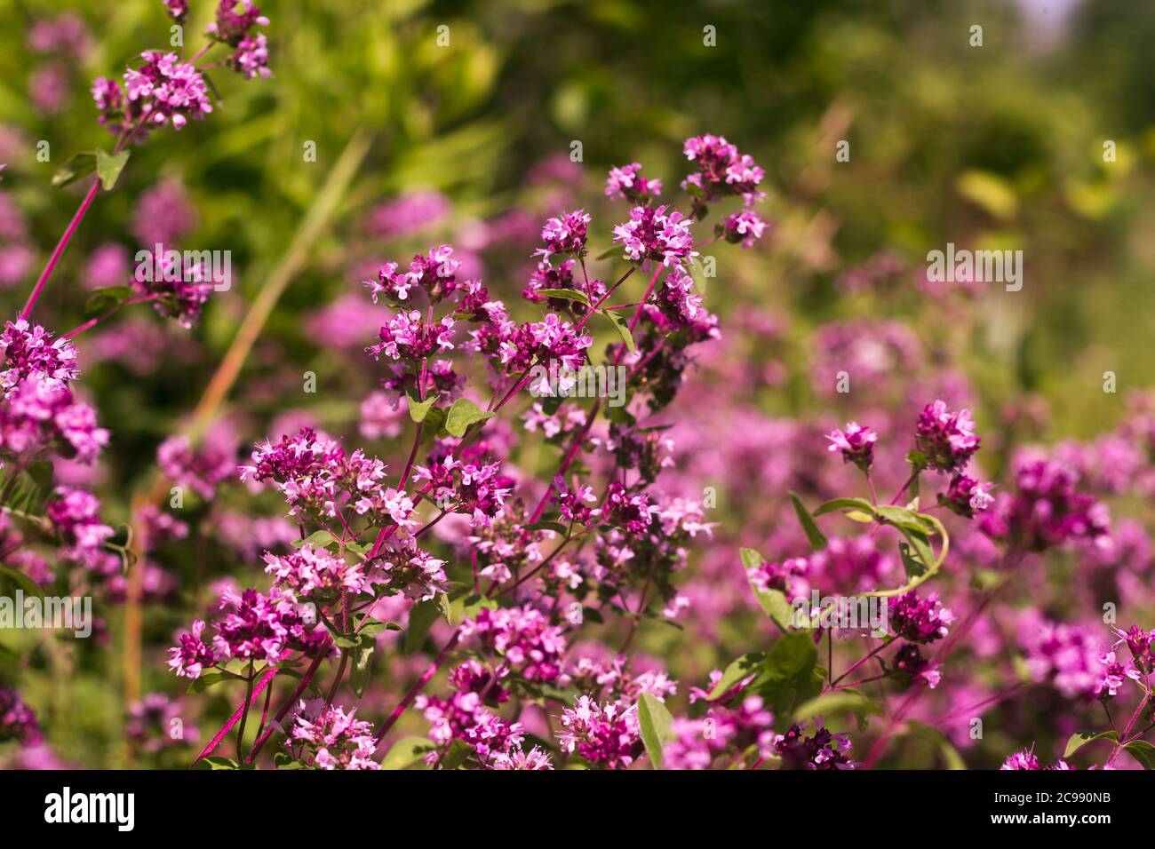 Origanum close up is a genus of herbaceous perennials and subshrubs in the family Lamiaceae on a blurry background Stock Photo