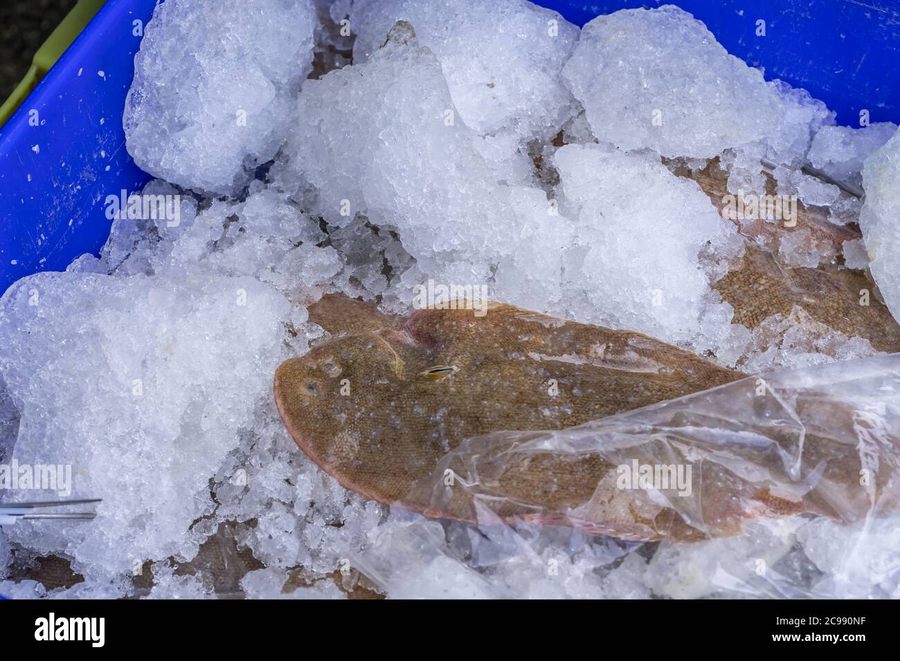 French fish market. Fresh flounder on the ice. Hight quality photo