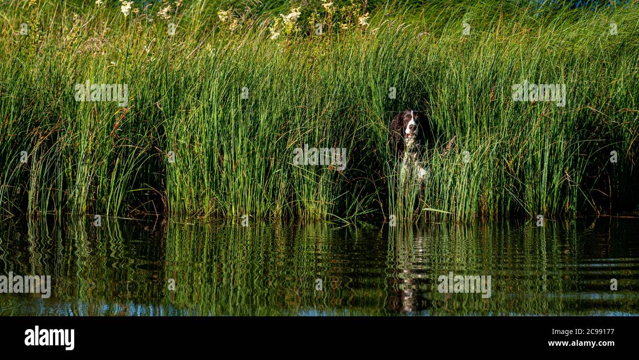 hunting dog looking out of reed bed or grass next to water ,hobby or sport. Stock Photo