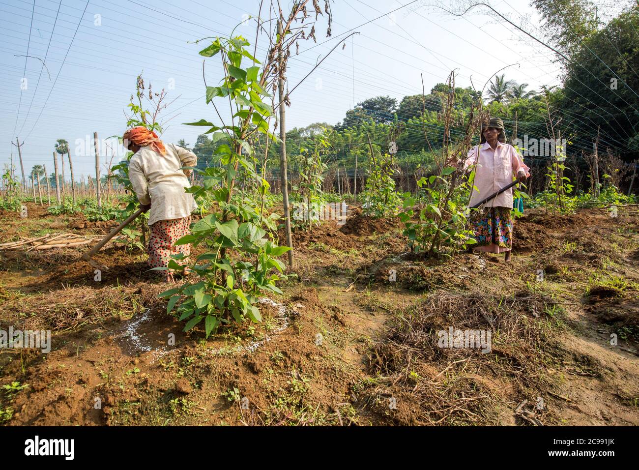 indian agriculture,kerala agriculture,palakad paddy field,indian farmer,indian cultivation,farmer india,farming Stock Photo