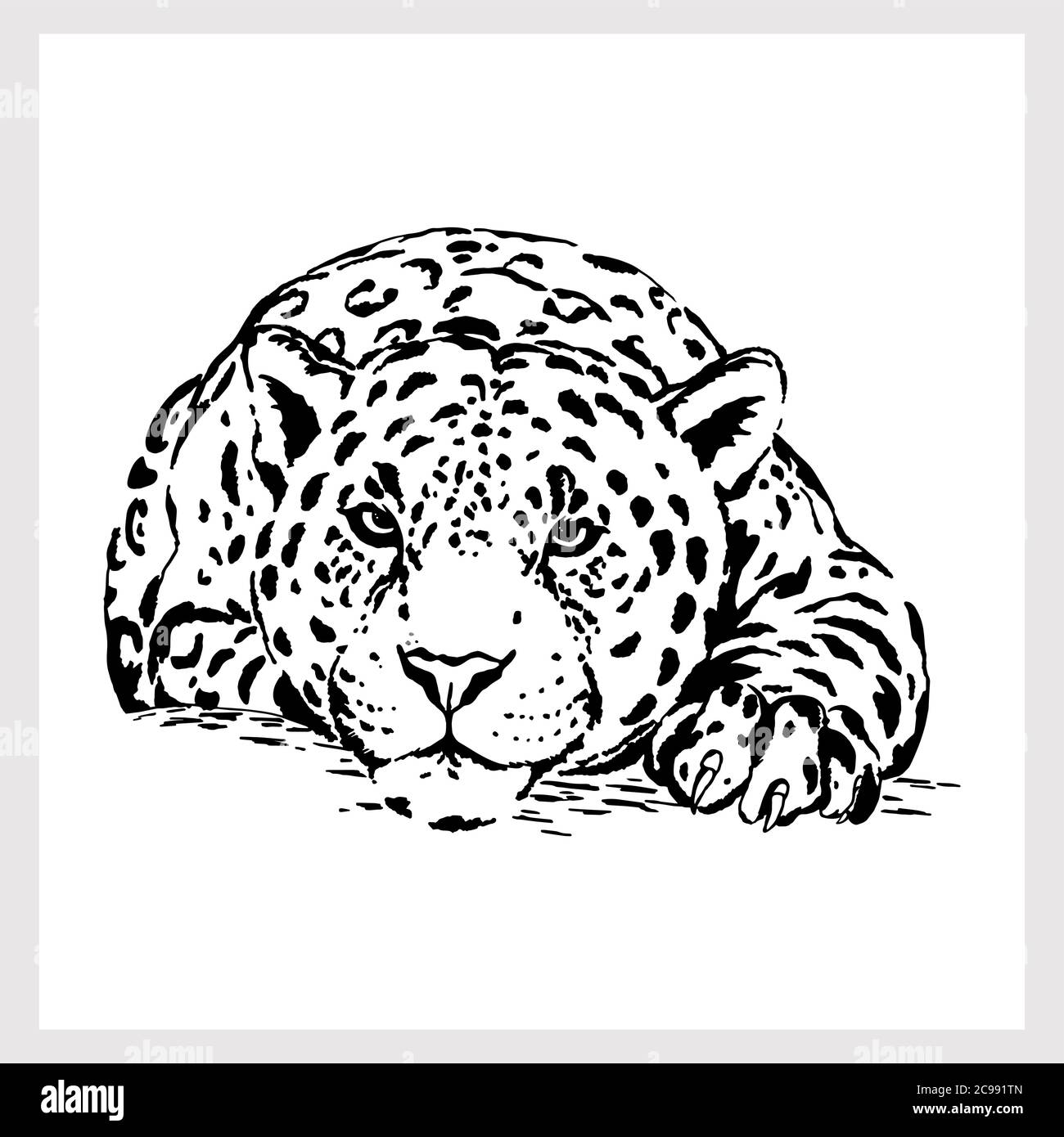 Hand drawn sketch style leopard isolated on white background. Vector ...