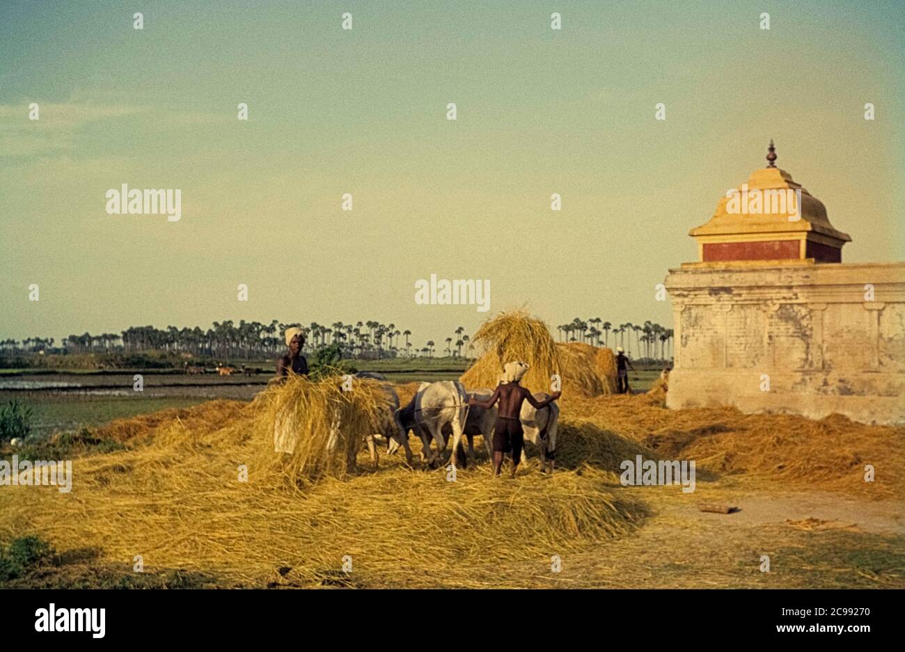 Harvest of rice in South India. Farmers thresh freshly cut rice grasses with white bullocks. Tamil Nadu, India, 1962 Stock Photo