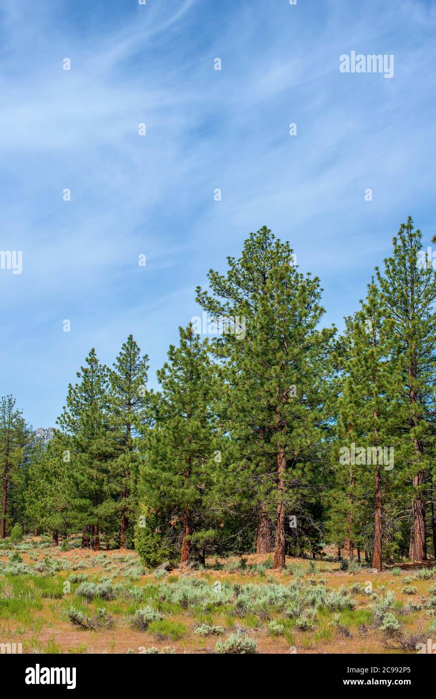 Tall green pine trees under blue skies with white clouds Stock Photo ...