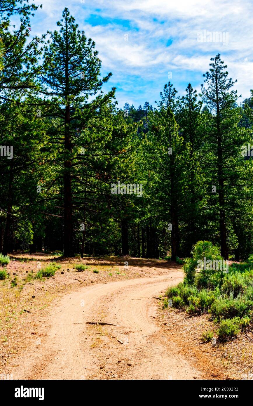 Country dirt road leading into forest. Stock Photo