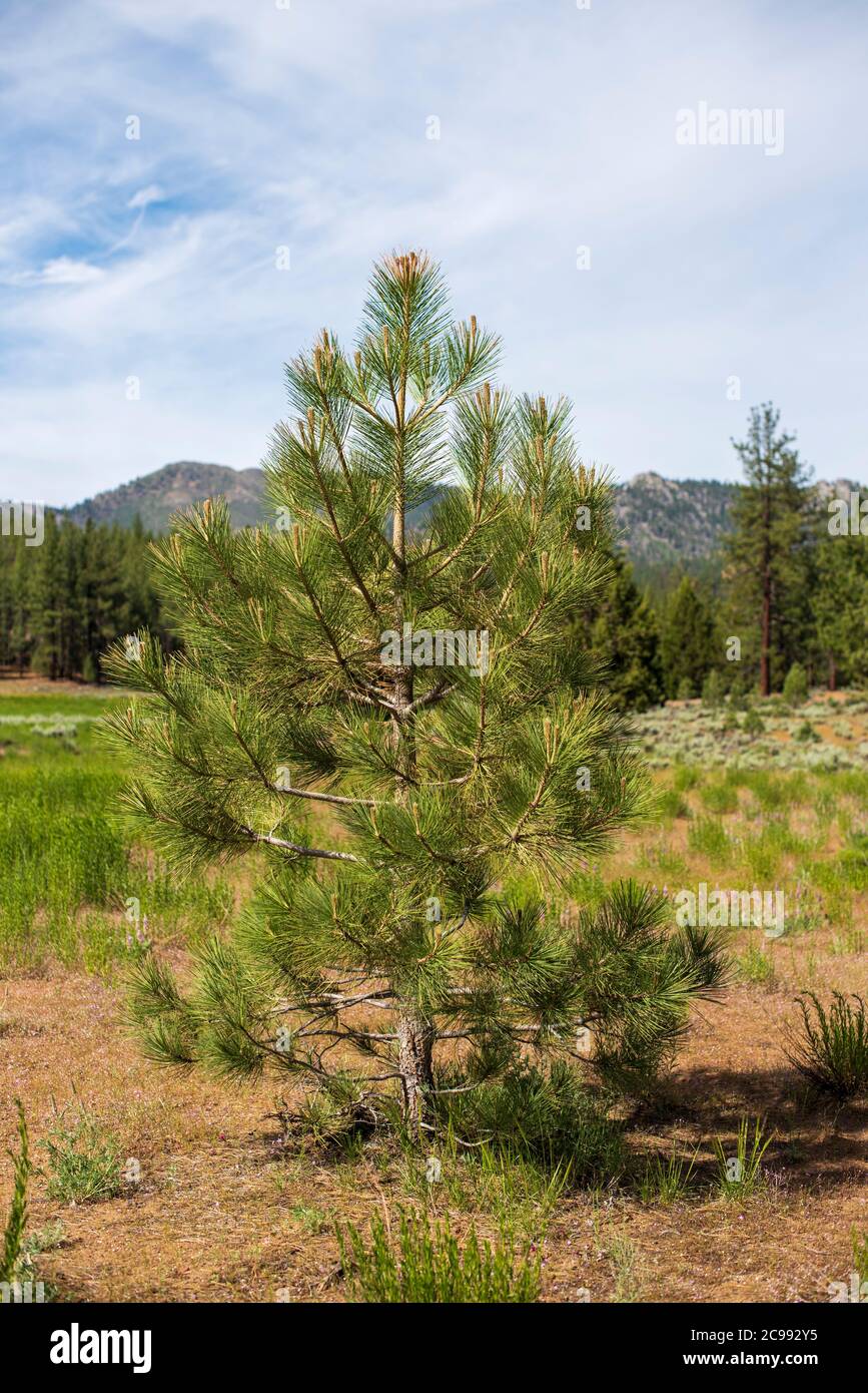 Single small pine tree in field. Stock Photo
