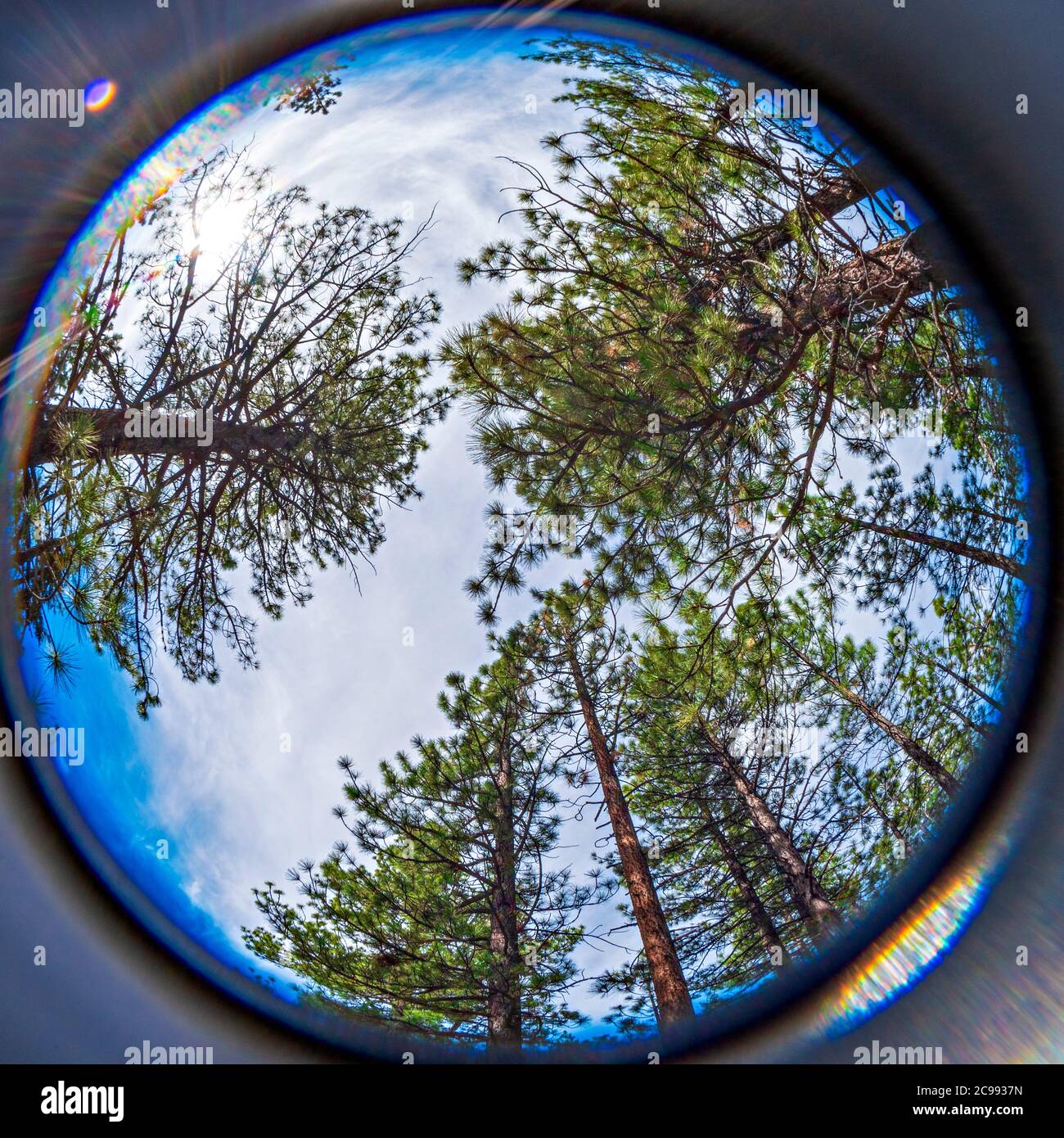 Looking straight up at skies through pine trees, circular fisheye view. Stock Photo