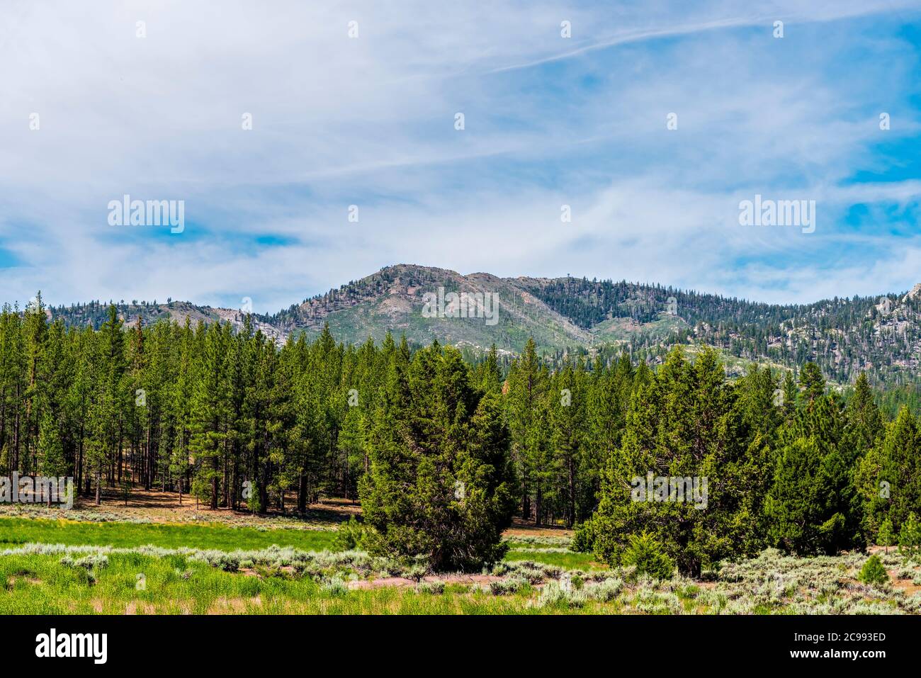 Peaceful meadows and green forest trees and mountain under blue skies with white clouds. Stock Photo