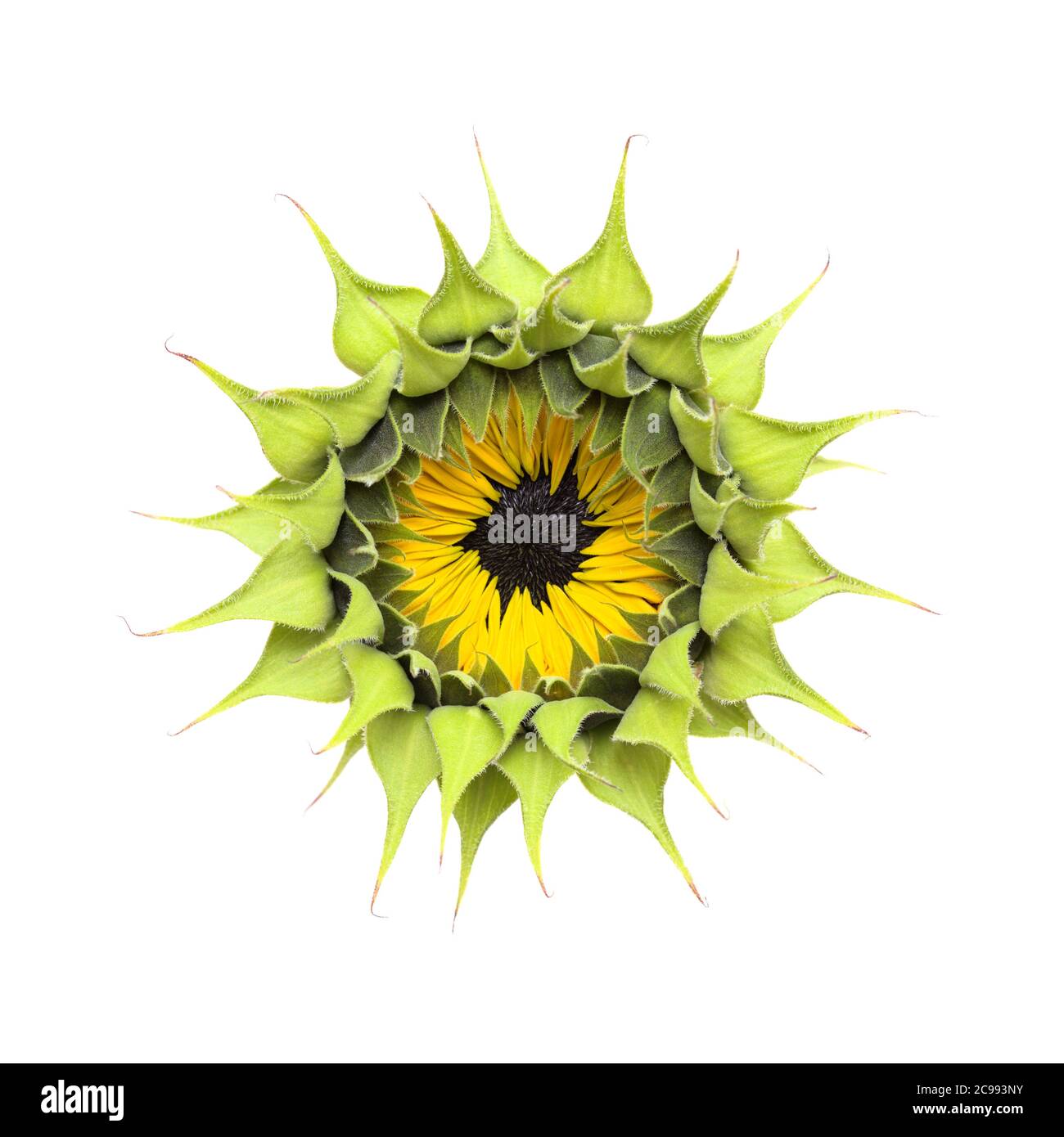 Unopened sunflower isolated on plain background Stock Photo