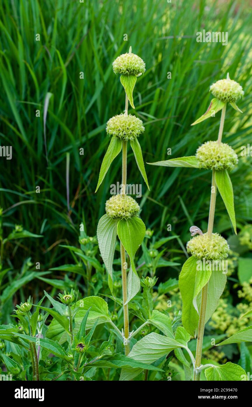 stems of phlomis russeliana with wilted flowers and decorative seed heads Stock Photo