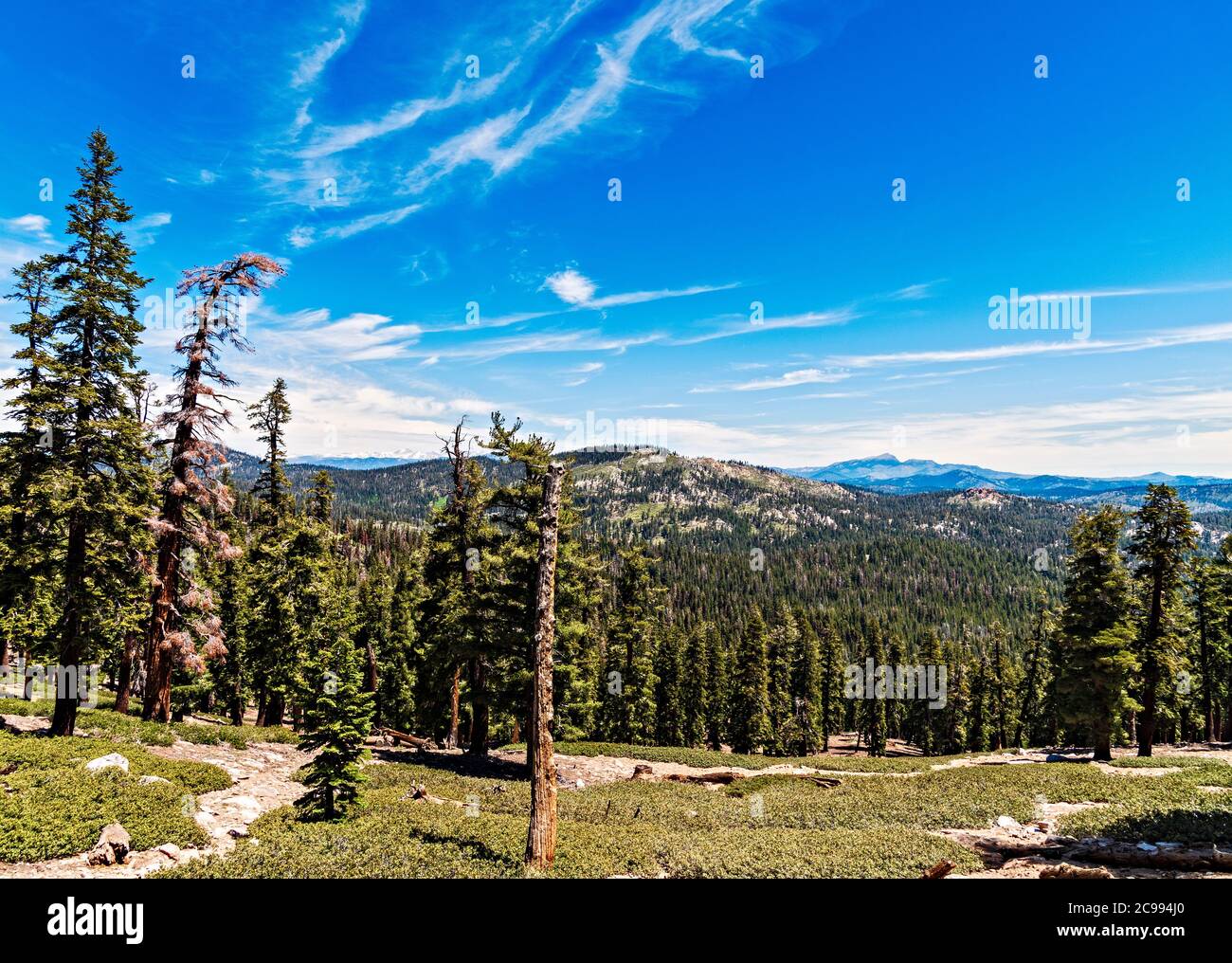 Mountain meadow with tall pine trees and mountains beyond under blue slue sky with white clouds. Stock Photo