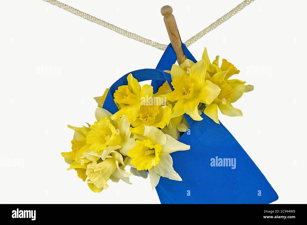 yellow daffodil bouquet in blue bag hanging from clothesline with retro wooden clothespin Stock Photo