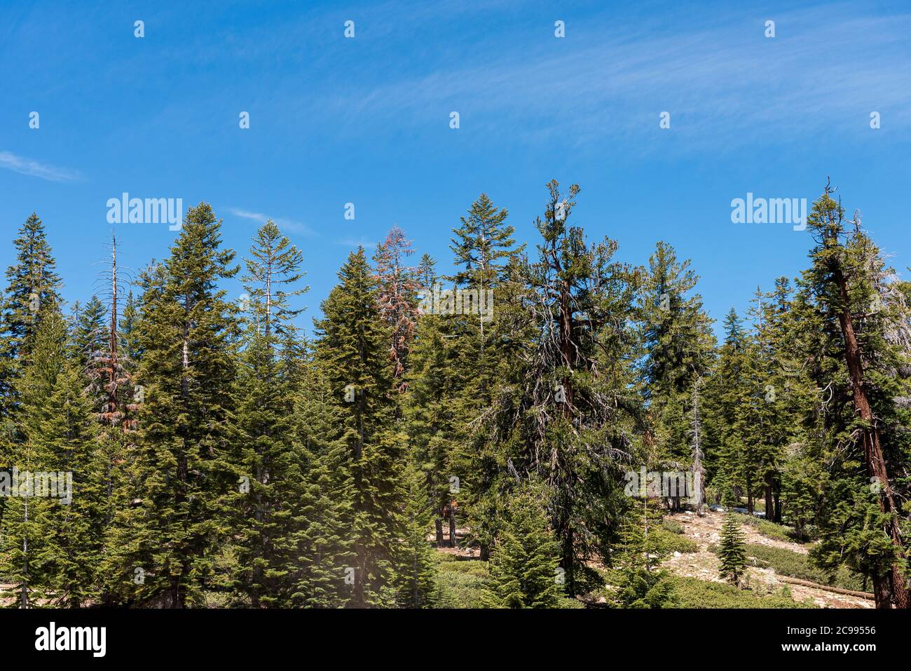 Green pine forest on hillside under bright blue skies. Stock Photo