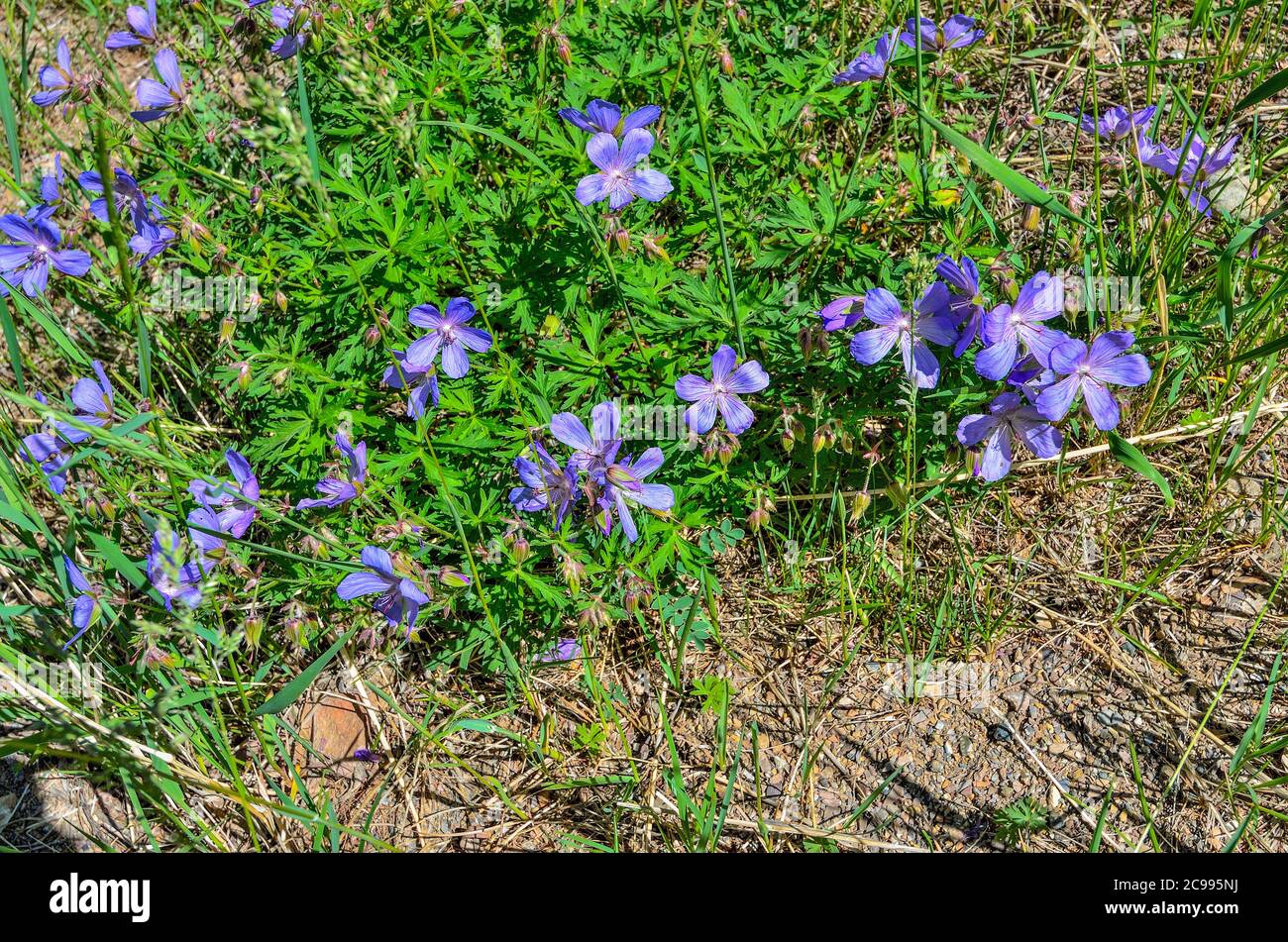 Purple flowers of Geranium meadow (Geranium pratense), or Crayfish meadow, or Meadow crane's-bill - flowering medicinal plant, the species of the genu Stock Photo