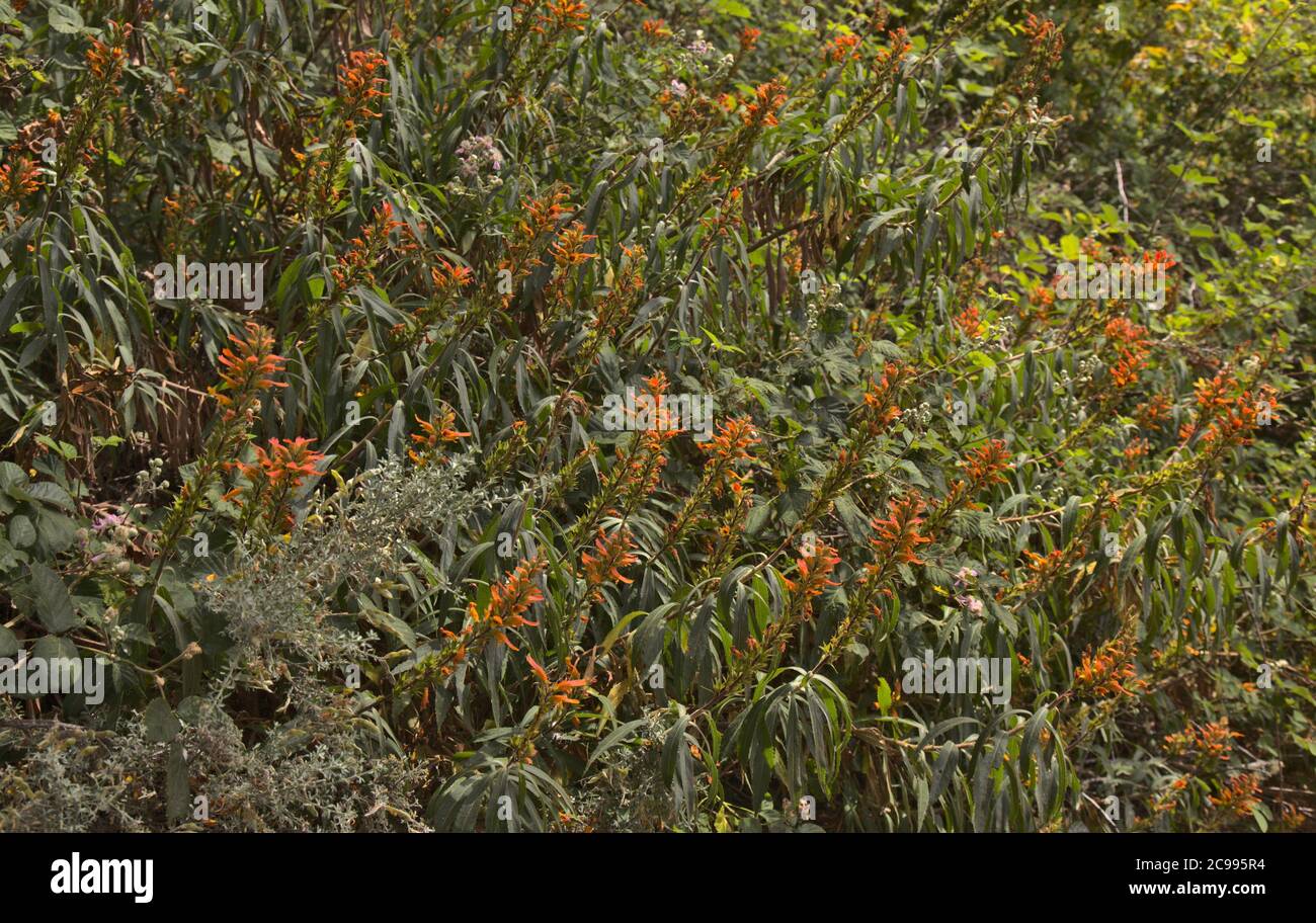 Flora of Gran Canaria - Canary Island foxglove, Isoplexis canariensis Stock Photo