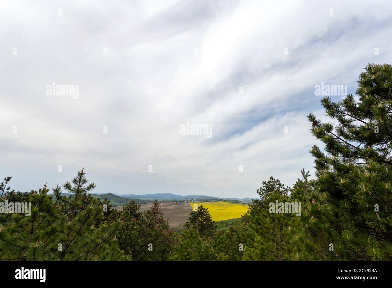 Hiking path in the woods near the village of Zsambek, Hungary on a cloudy spring day. Stock Photo